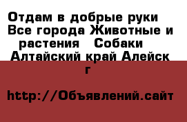 Отдам в добрые руки  - Все города Животные и растения » Собаки   . Алтайский край,Алейск г.